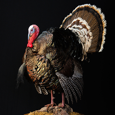 Wild Turkey
