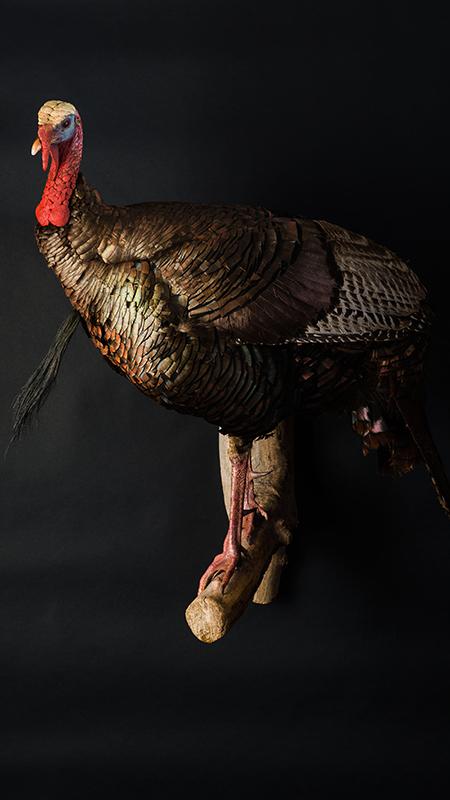 wild turkey