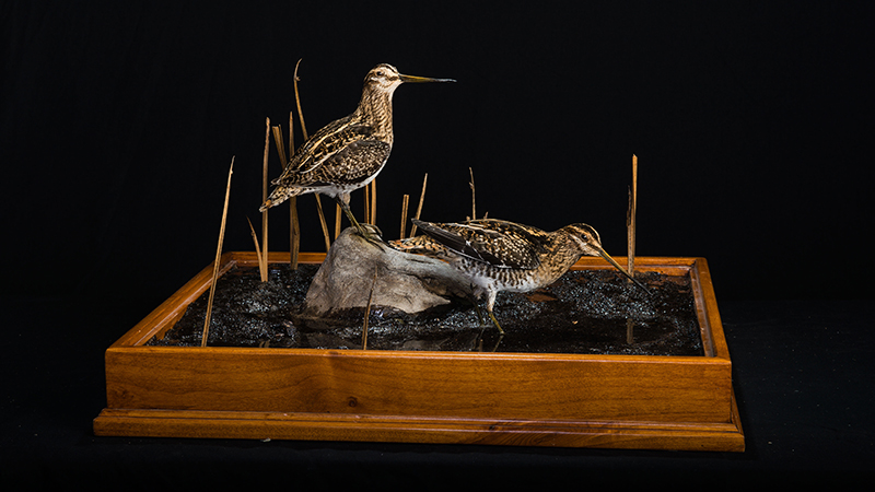 Wilson's Snipe