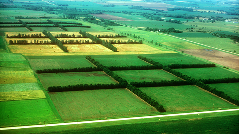 Windbreaks/Shelterbelts