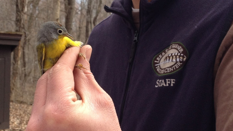 Todd with bird