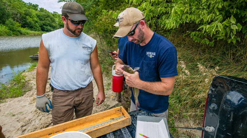 Barada checks catfish spine