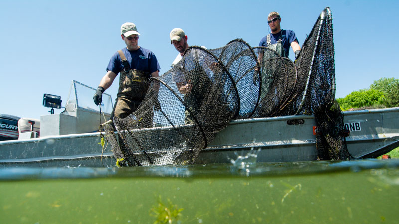 Barada netting fish