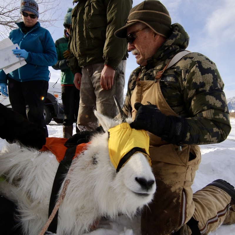 Kilpatrick tagging mountain goat