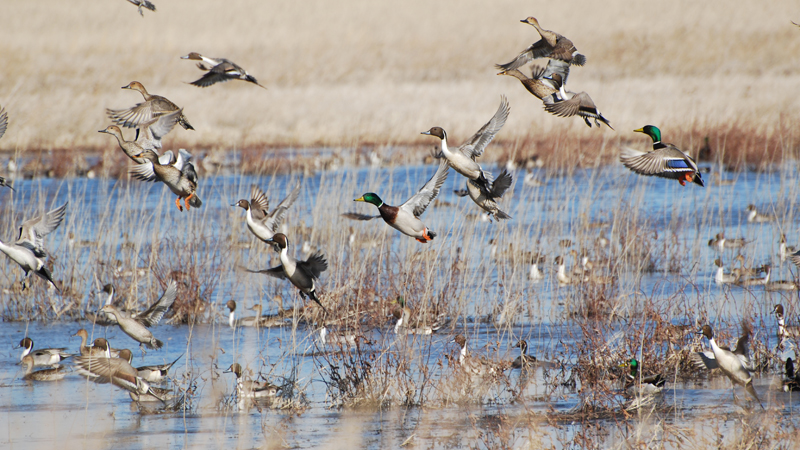 Birds Landing