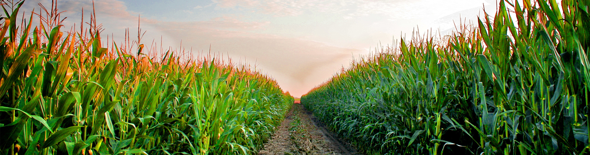 Corn Canopy