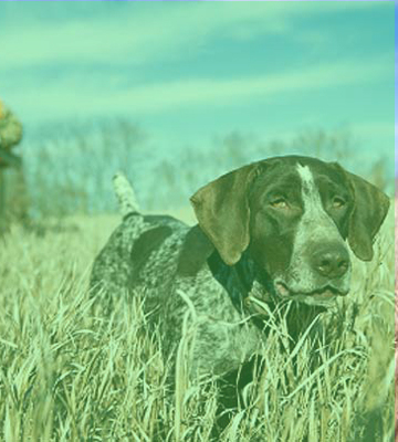 hunting dog