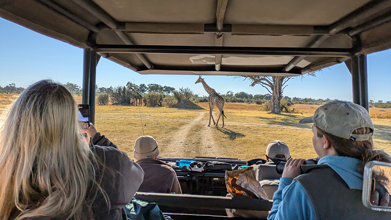 Giraffe a head