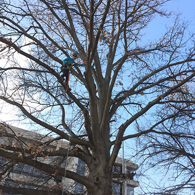 
Ann Powers coadvises the Forestry Club that meets in the back lawn of the School of Natural Resources about twice a month on Fridays to climb trees. Any student or university employee can join in the climbs as long as they sign a waiver.
