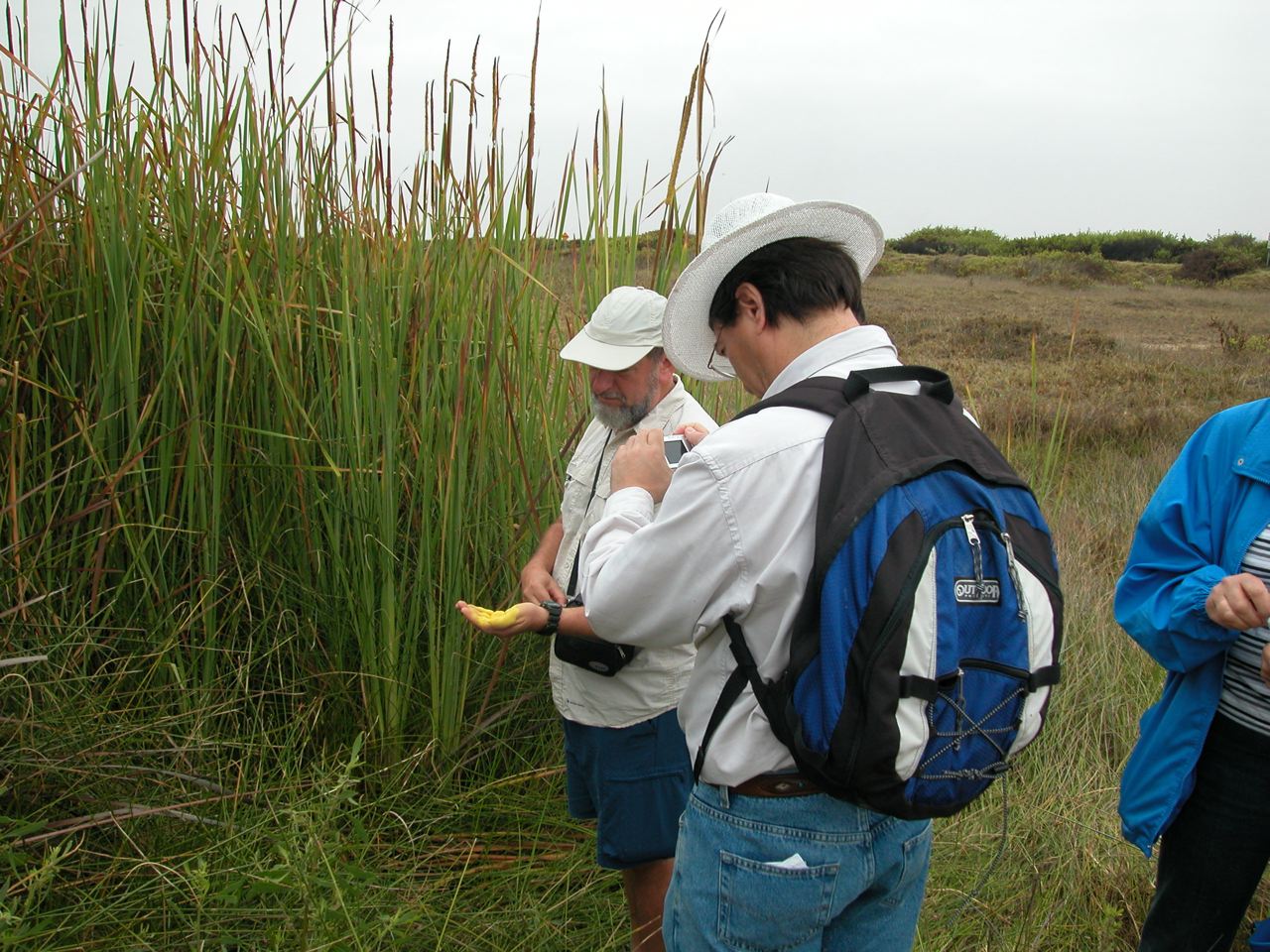 Bernardo Arriaza and Karl Reinhard exploring the pollen production of cattails in the Atacama Desert, Chile