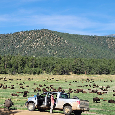 Kate with a herd of bison