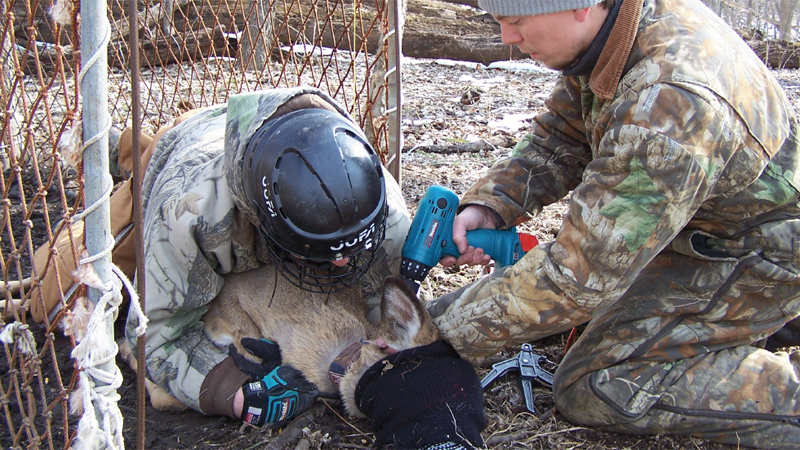 deer tagging