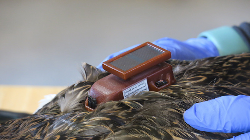 Transmiter on Duck