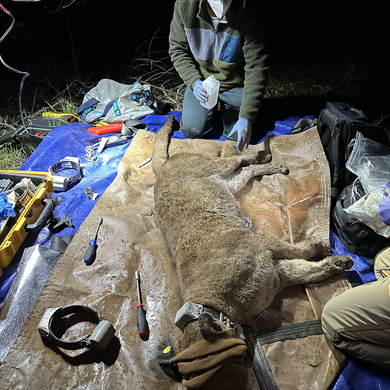 Jake Harvey checking tranquilized mountian lion vital signs.