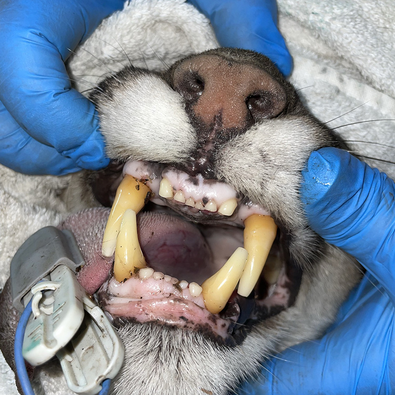 Lion dental checkup.