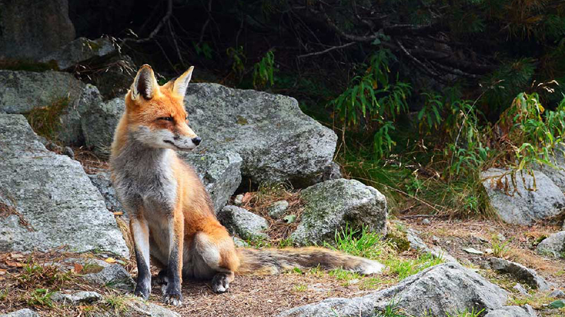 Urban foxes: Reports spike in Lincoln as researchers trap, study the sly animals
