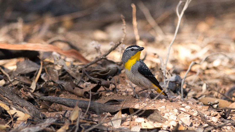 Malaria bird project a finalist in crowdfunding competition