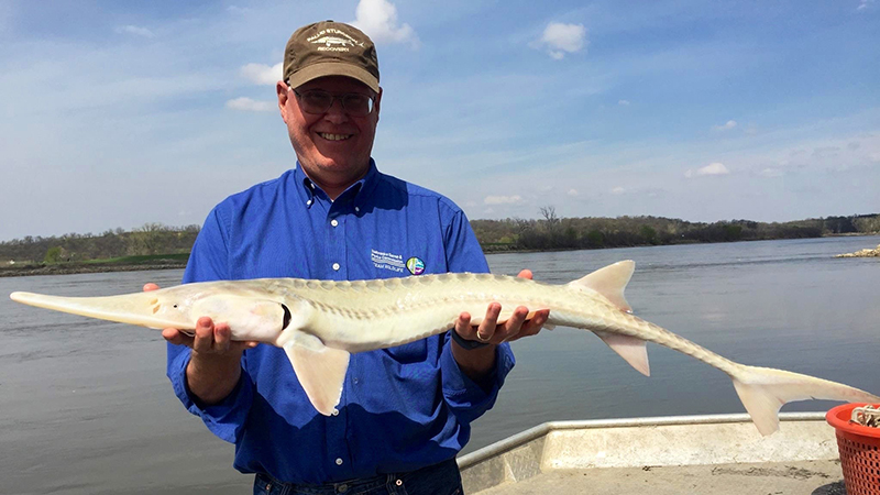 Randy Stutheit displays a pallid sturgeon.