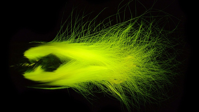 Husker scientist illuminates species' ability to glow
