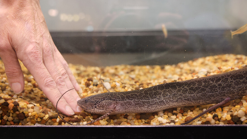 Hardin Hall's Newest Resident: Meet String Bean the Lungfish