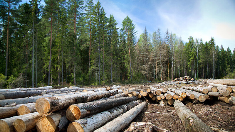 Allen chairs international panel outlining forest resilience strategies