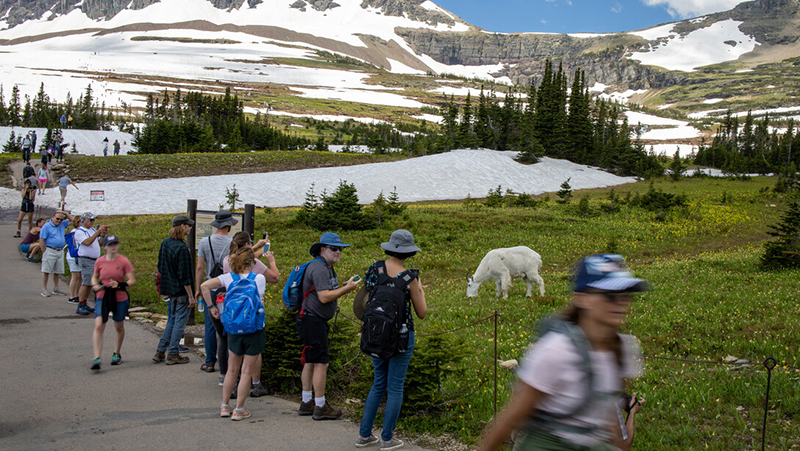 Nebraska's John Benson is part of a multinational team of scientists who studied how the 2020 COVID-19 shutdown influenced animal movement in America's national parks and preserves. Overall, animals tended to avoid human infrastructure — but results varied across populations, species and even individual animals.