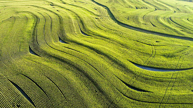 Terraced Farmland