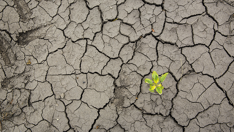 Cracked Earth