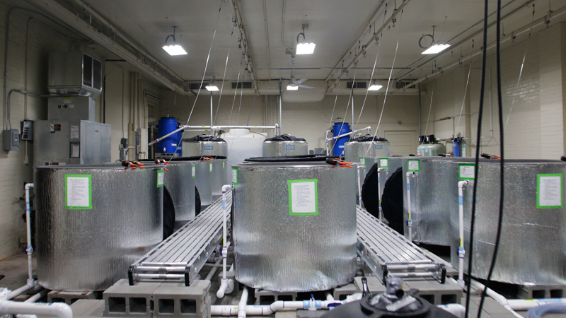 Lab Silver Tanks