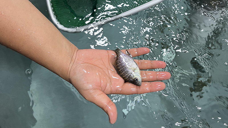 Bluegill