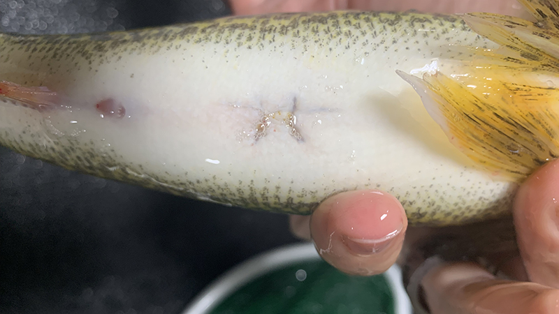 Walleye Abdomen with Sutures