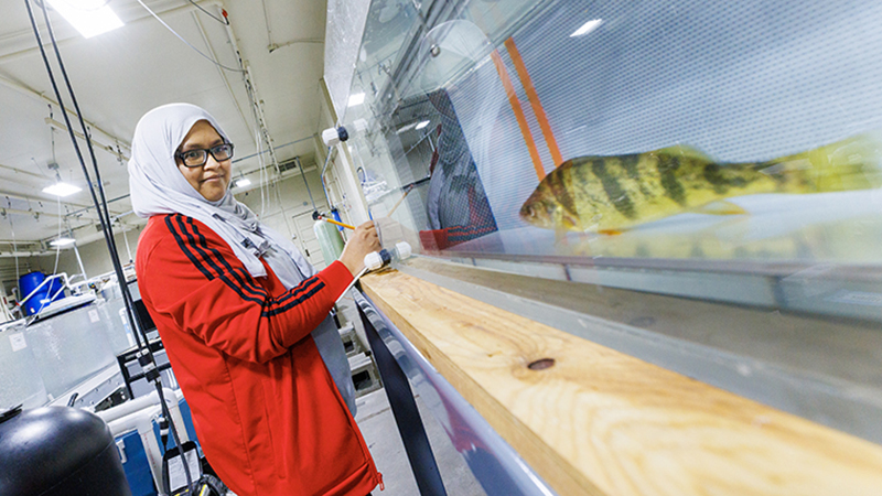 Israt Jahan observes a yellow perch in a swim tunnel current.