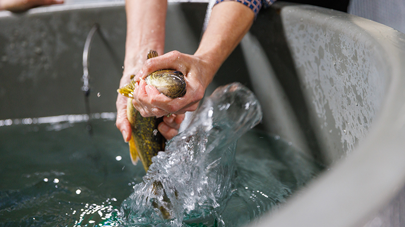 Retrieving a Walleye
