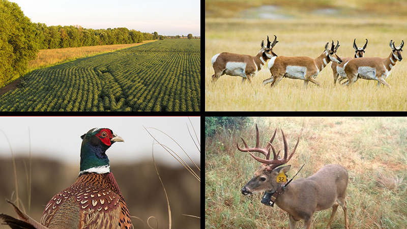 Applied Wildlife Spatial Ecology Lab