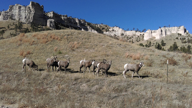 Bighorn Sheep