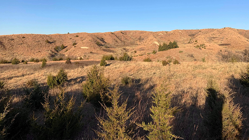 Cedar invasion