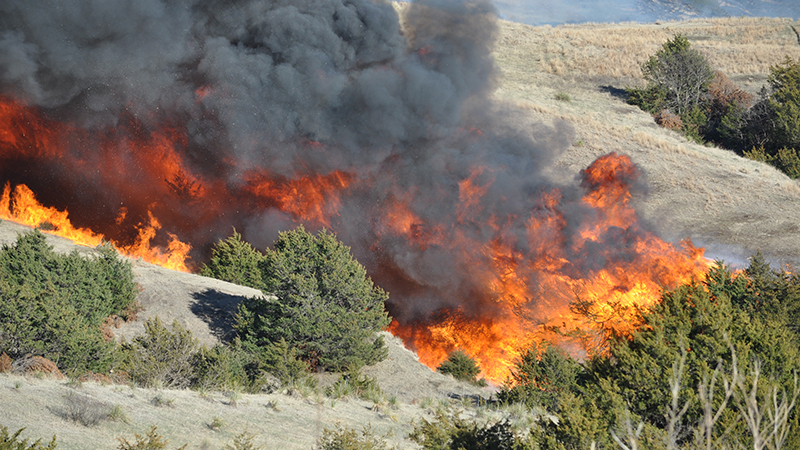 Burning red cedars