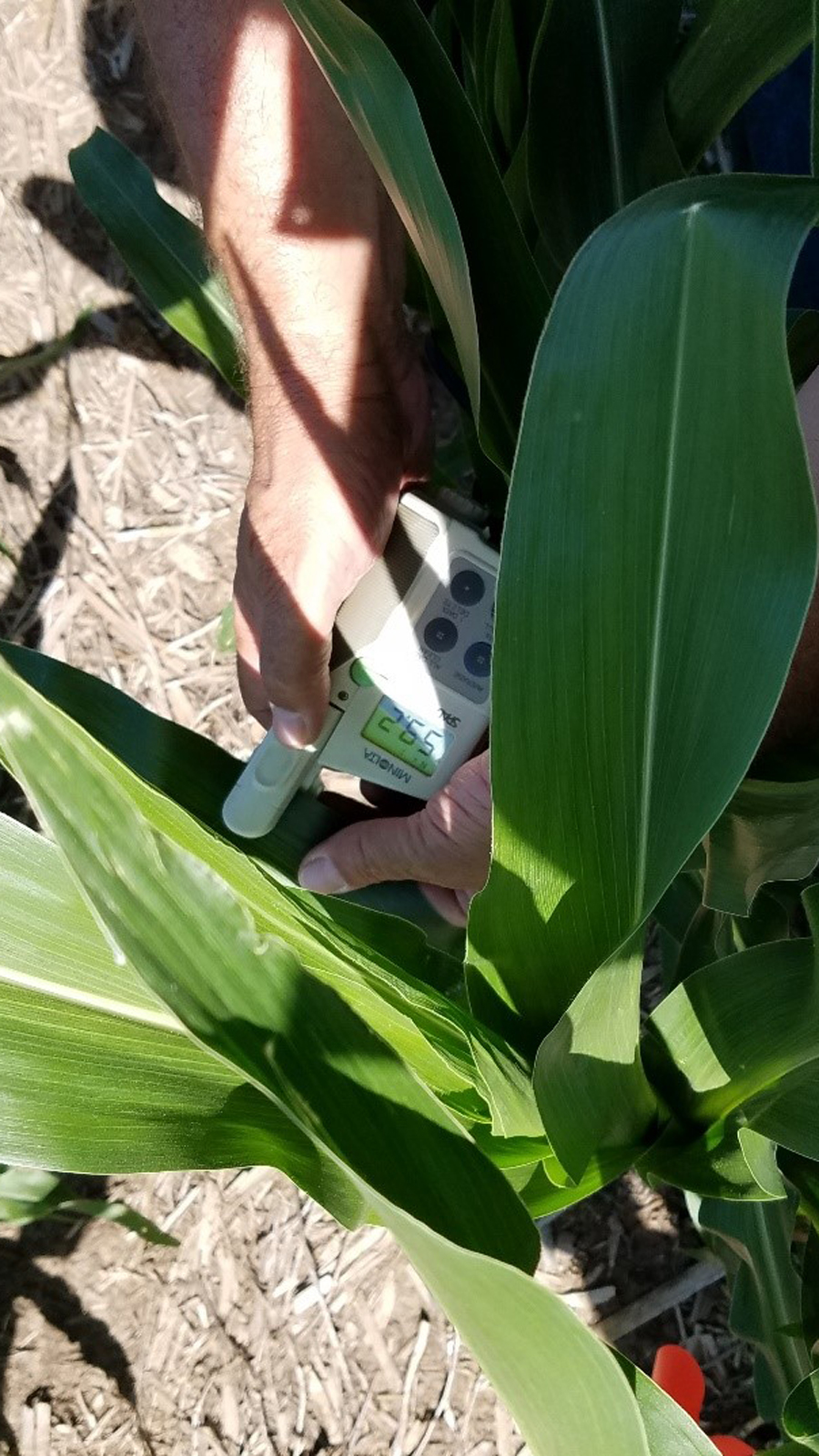 Leaf chlorophyll measurements using a SPAD meter at AmeriFlux US-Ne3 near Mead, Nebraska.