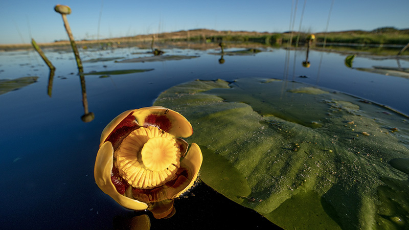 Wetlands of Nebraska: An Outreach and Education Project