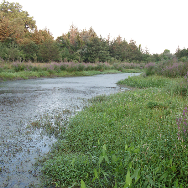 Wetland in the Niobrara River Valley in northern Nebraska surrounded by invasive purple loosestrife and encroaching eastern redcedar trees.