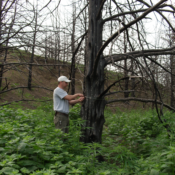PhD student Kent Fricke measuring the diameter of a burned eastern redcedar following a 2012 wildfire in Boyd County, Nebraska.