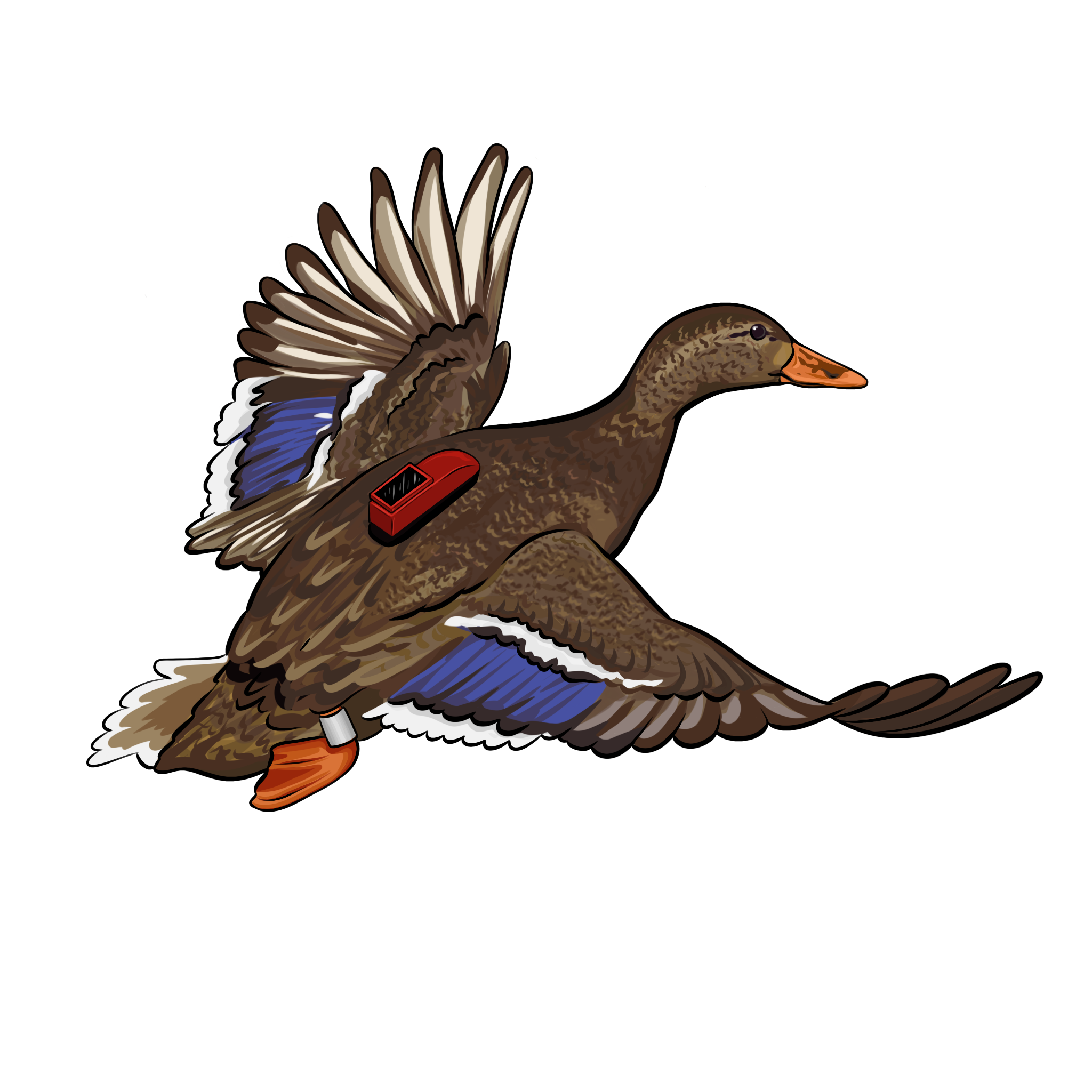 Hen duck