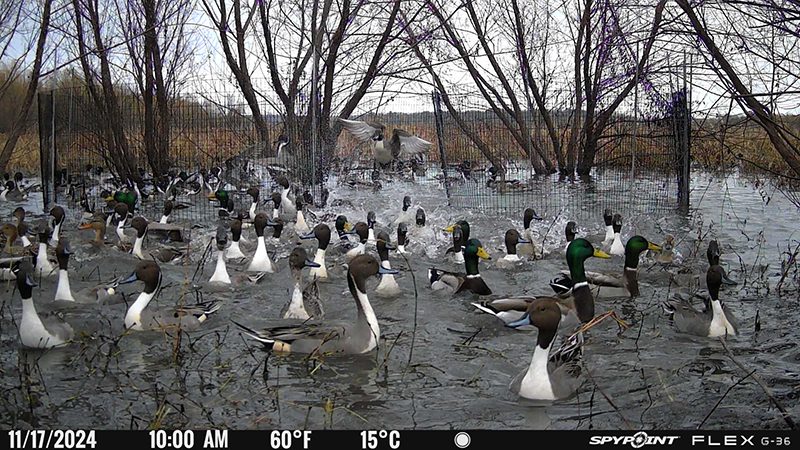 Southeast Kansas Mallard GPS Project