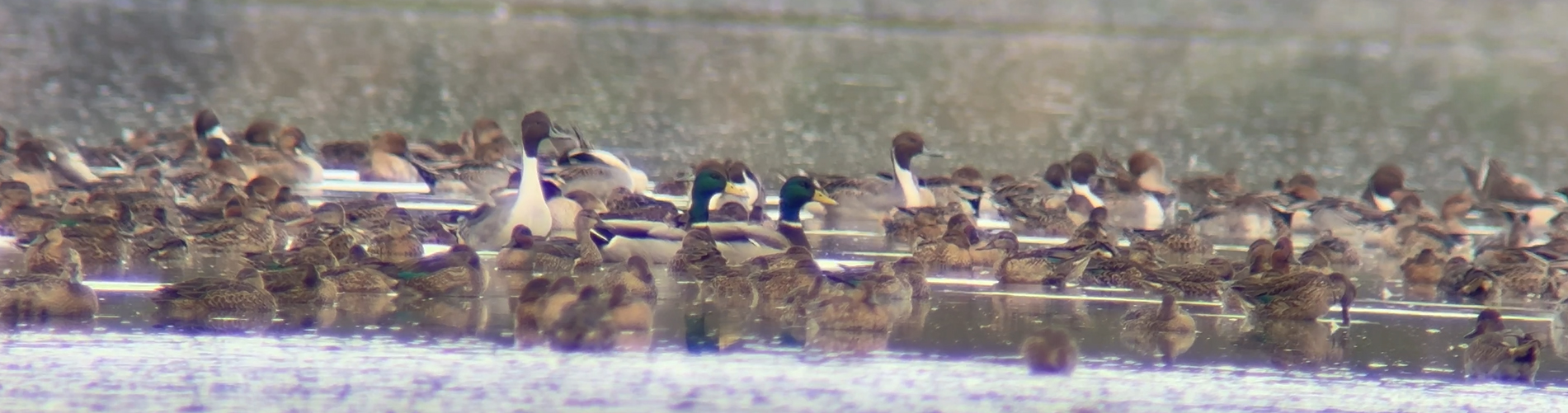 Many ducks in water