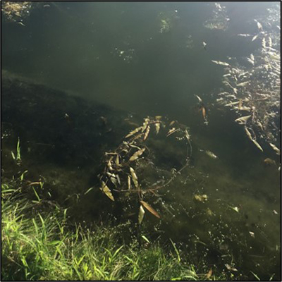 Intial Water Clarity