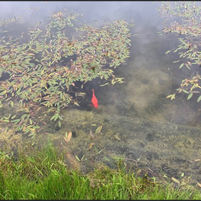 Water Clarity One Month Later