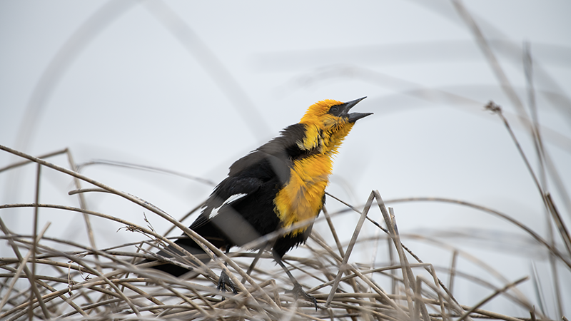 Bird in Wetland