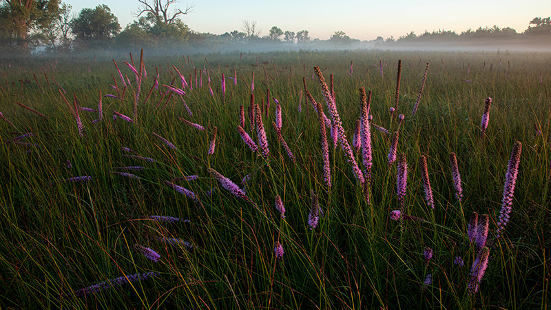 Plants in Wetland