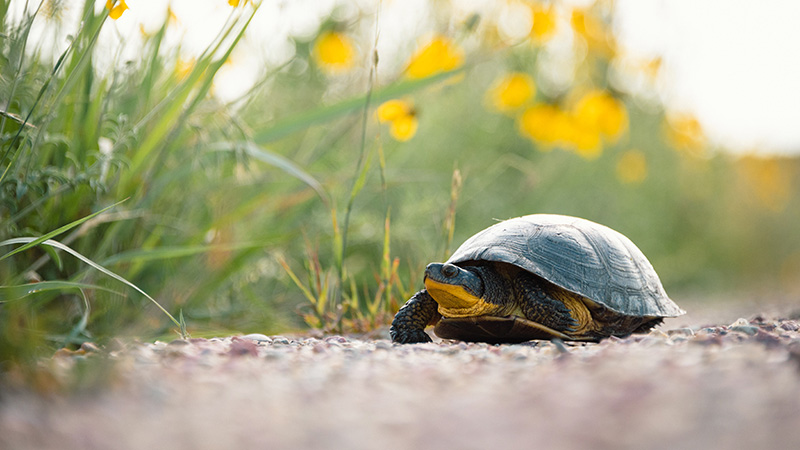 Turtle in Wetland