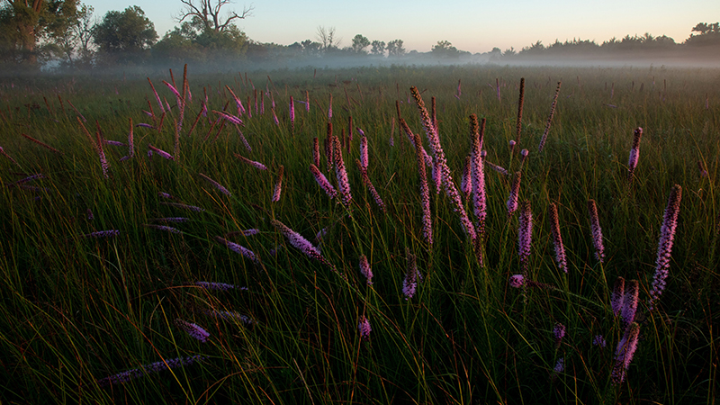 Blazing Star flower 2020